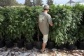 Cannabis.jpg